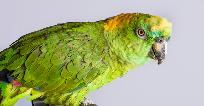 Корма для больших попугаев: виды, состав, рейтинг, цена, где купить 