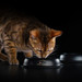 Влажный корм Pro Plan Nutri Savour для взрослых стерилизованных кошек и кастрированных котов, с уткой в соусе – интернет-магазин Ле’Муррр