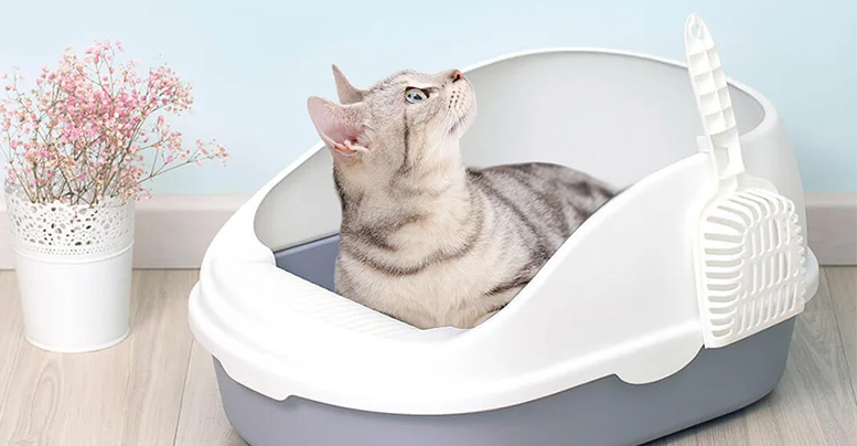 Как подобрать хороший лоток-туалет для кошки 