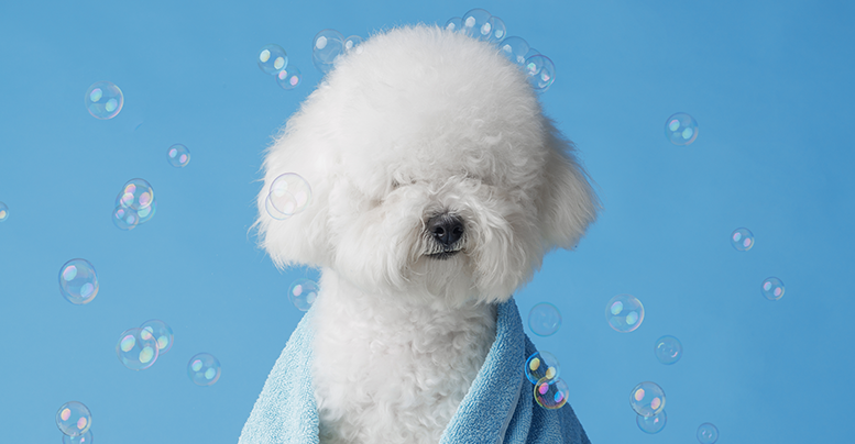 Можно ли мыть собаку обычным человеческим шампунем: аргументы против